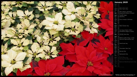 White and Red Poinsettias I