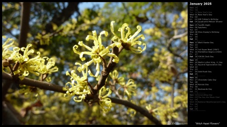 Witch Hazel Flowers