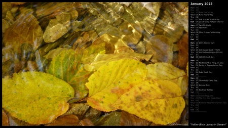 Yellow Birch Leaves in Stream