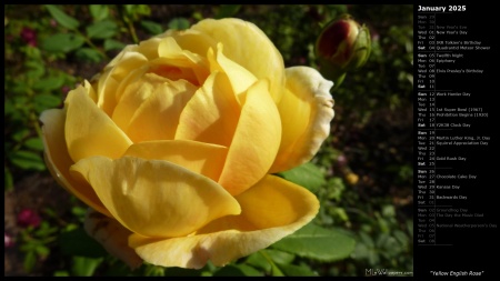 Yellow English Rose