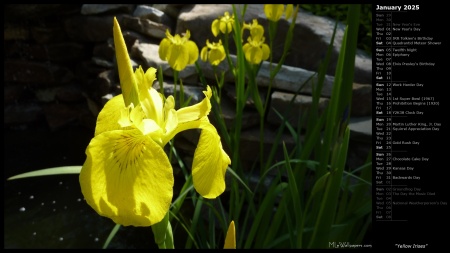 Yellow Irises