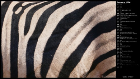 Zebra Stripes