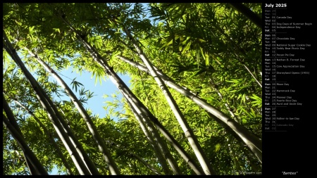 Bamboo