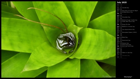 Bromeliad