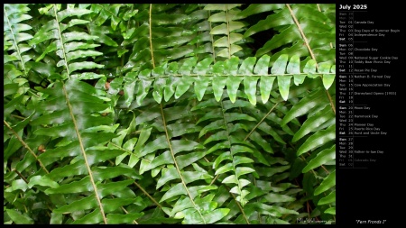 Fern Fronds I