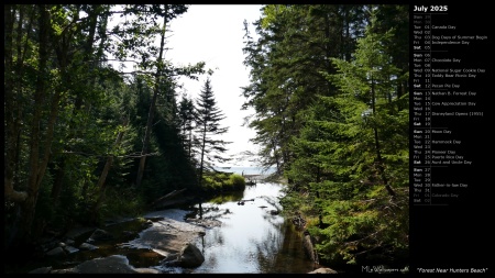 Forest Near Hunters Beach