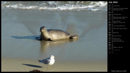 Harbor Seal at La Jolla