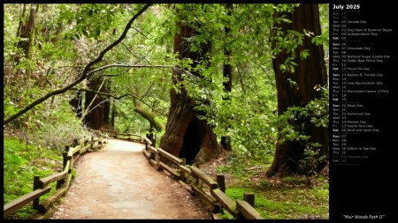 Muir Woods Path II