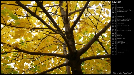 Pair of Yellow Maple Trees