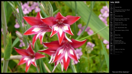 Red and White Gladiolas