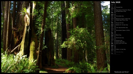 Redwoods and Ferns