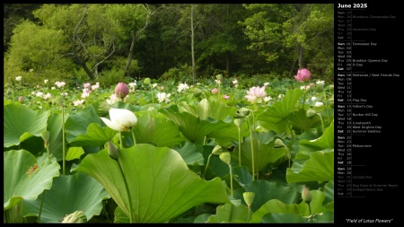 Field of Lotus Flowers