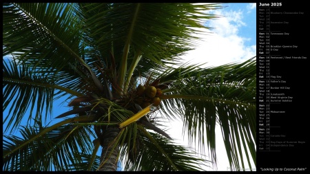 Looking Up to Coconut Palm