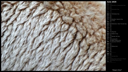 Sheep's Wool