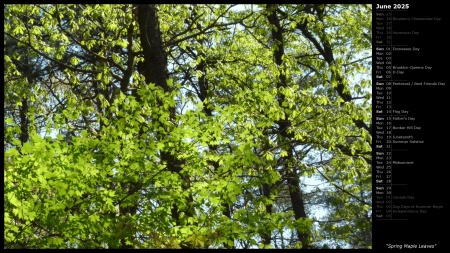 Spring Maple Leaves