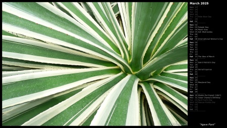 Agave Plant