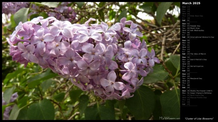 Cluster of Lilac Blossoms