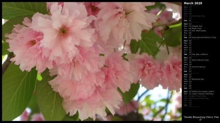 Double Blossoming Cherry Tree II