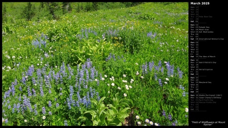 Field of Wildflowers at Mount Rainier