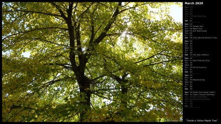 Inside a Yellow Maple Tree