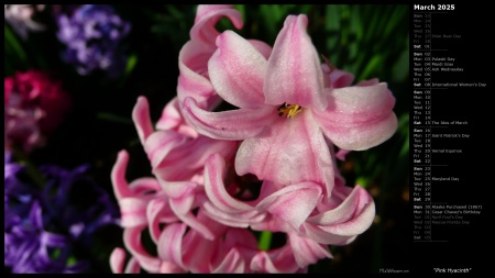 Pink Hyacinth