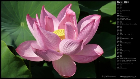 Pink Lotus Flower IV