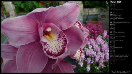 Purple Orchid and Garden