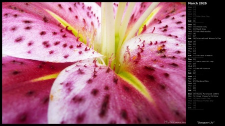 Stargazer Lily