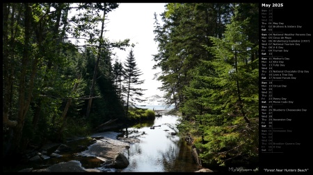 Forest Near Hunters Beach