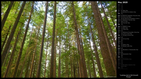 Looking Up to Old Growth Forest