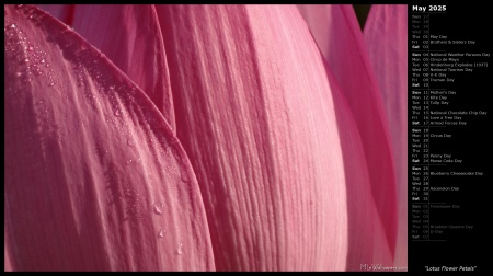 Lotus Flower Petals