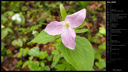 Pink Trillium