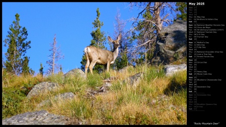 Rocky Mountain Deer