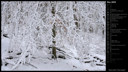 Snowy Birch Tree Canopy