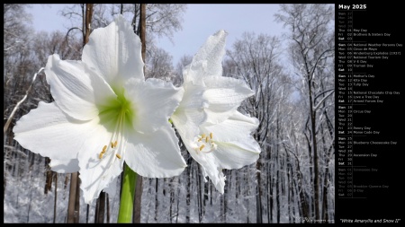 White Amaryllis and Snow II