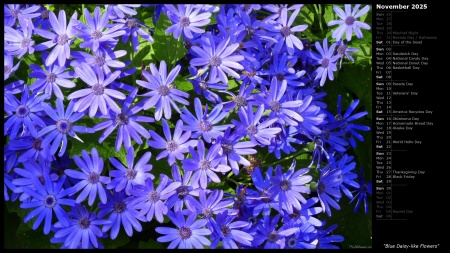 Blue Daisy-like Flowers