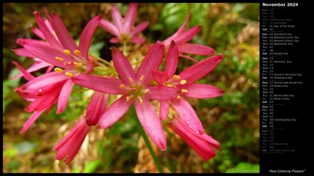 Red Clintonia Flowers