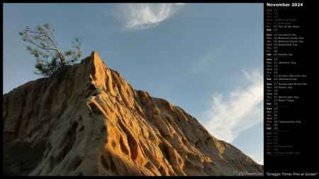 Scraggly Torrey Pine at Sunset