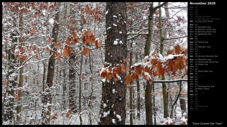 Snow Covered Oak Trees