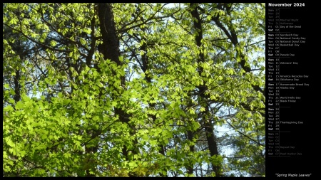 Spring Maple Leaves