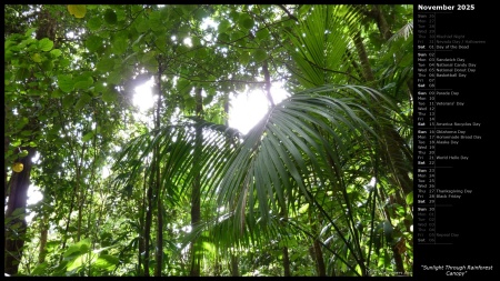 Sunlight Through Rainforest Canopy