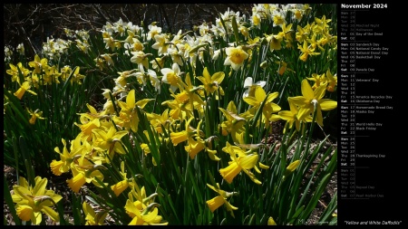 Yellow and White Daffodils