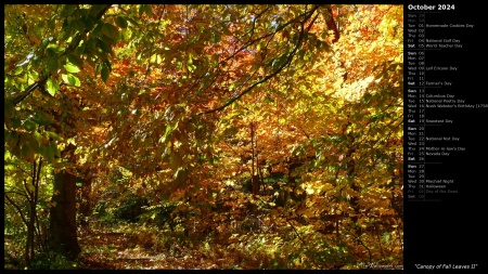 Canopy of Fall Leaves II