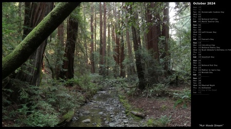 Muir Woods Stream