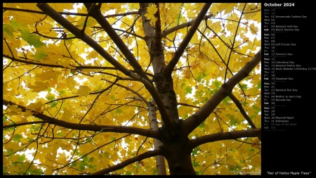 Pair of Yellow Maple Trees