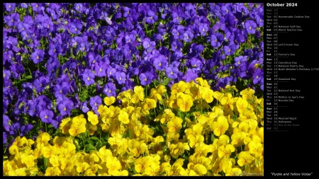 Purple and Yellow Violas