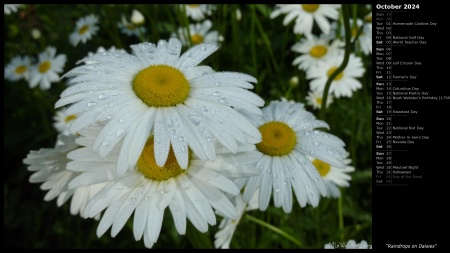 Raindrops on Daisies