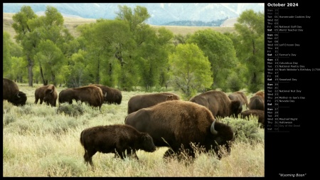 Wyoming Bison