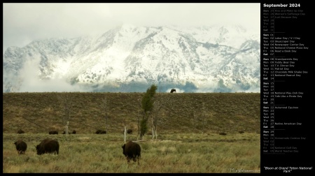Bison at Grand Teton National Park