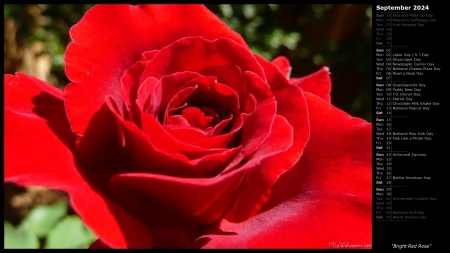 Bright Red Rose